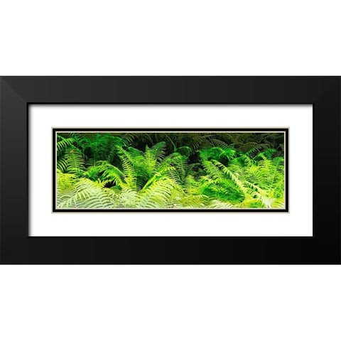 Forest Ferns I Black Modern Wood Framed Art Print with Double Matting by Hausenflock, Alan