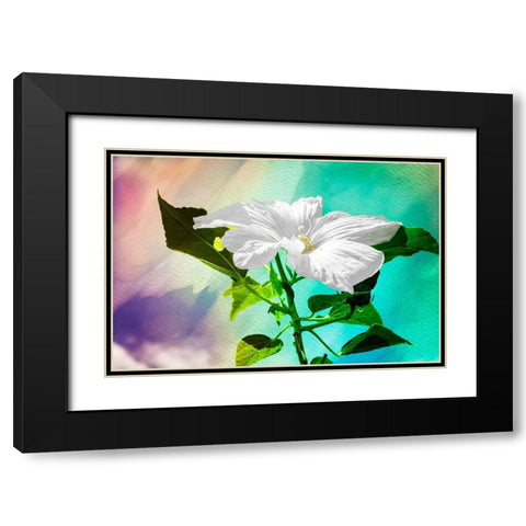 Summer Flower Black Modern Wood Framed Art Print with Double Matting by Hausenflock, Alan