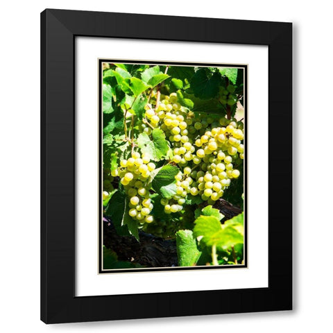 Sunny Vineyard I Black Modern Wood Framed Art Print with Double Matting by Hausenflock, Alan