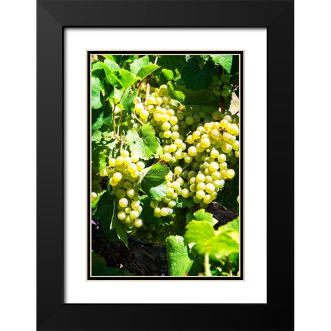 Sunny Vineyard I Black Modern Wood Framed Art Print with Double Matting by Hausenflock, Alan