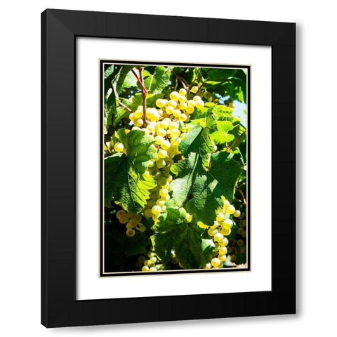 Sunny Vineyard II Black Modern Wood Framed Art Print with Double Matting by Hausenflock, Alan