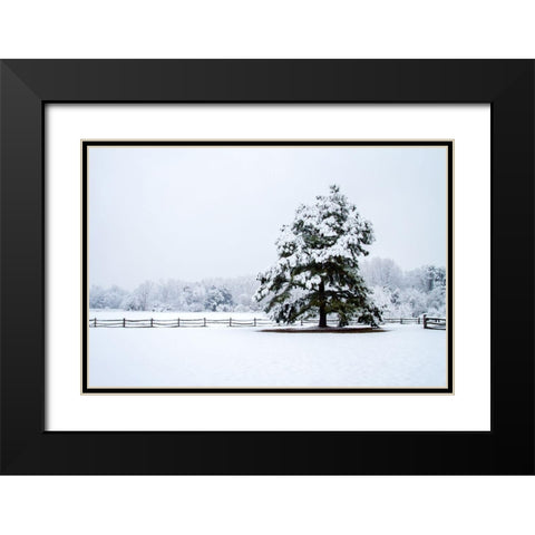 Snowy Sentinel Black Modern Wood Framed Art Print with Double Matting by Hausenflock, Alan