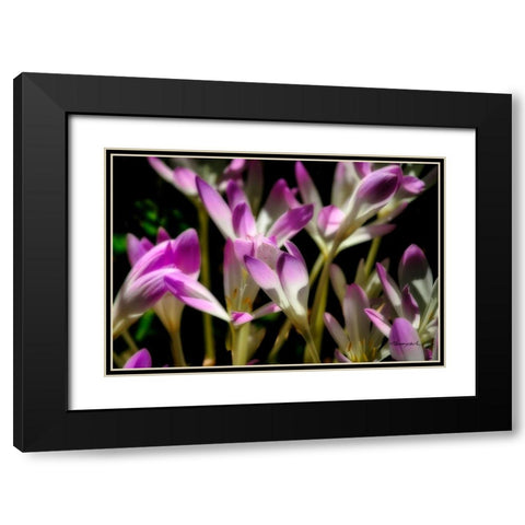 September Flowers Black Modern Wood Framed Art Print with Double Matting by Hausenflock, Alan