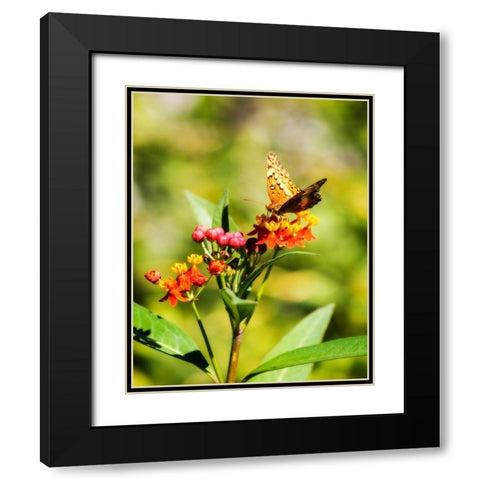 Orange Butterfly Black Modern Wood Framed Art Print with Double Matting by Hausenflock, Alan