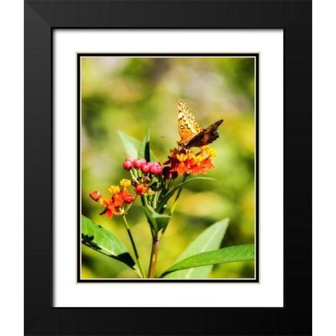 Orange Butterfly Black Modern Wood Framed Art Print with Double Matting by Hausenflock, Alan