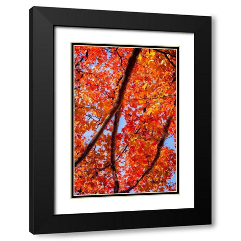 Autumn Glory I Black Modern Wood Framed Art Print with Double Matting by Hausenflock, Alan