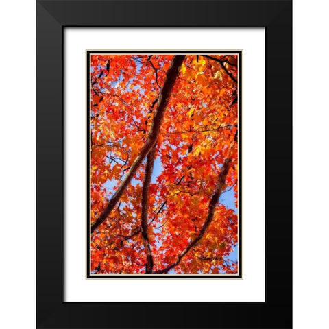 Autumn Glory I Black Modern Wood Framed Art Print with Double Matting by Hausenflock, Alan