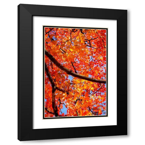 Autumn Glory II Black Modern Wood Framed Art Print with Double Matting by Hausenflock, Alan