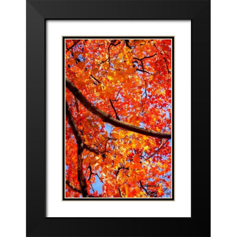 Autumn Glory II Black Modern Wood Framed Art Print with Double Matting by Hausenflock, Alan