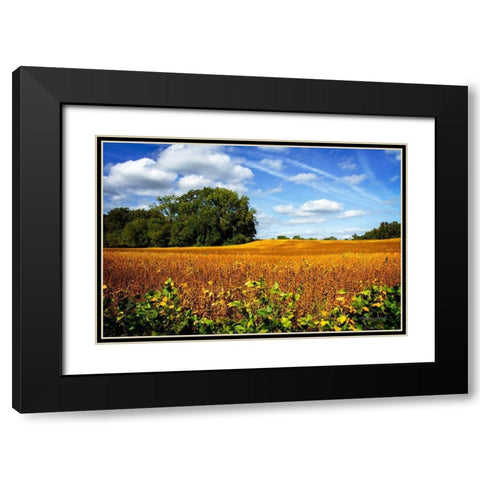 Soybean Harvest Black Modern Wood Framed Art Print with Double Matting by Hausenflock, Alan