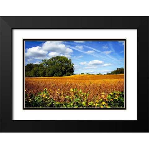 Soybean Harvest Black Modern Wood Framed Art Print with Double Matting by Hausenflock, Alan