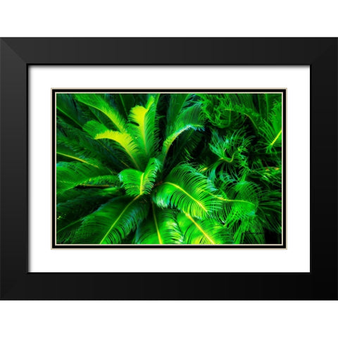 Sago Palms Black Modern Wood Framed Art Print with Double Matting by Hausenflock, Alan