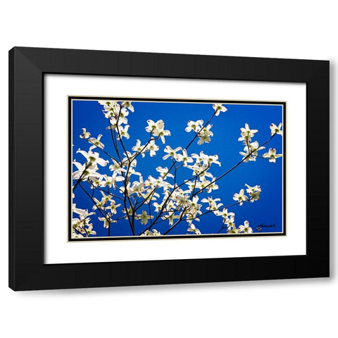 Dogwood on Blue I Black Modern Wood Framed Art Print with Double Matting by Hausenflock, Alan