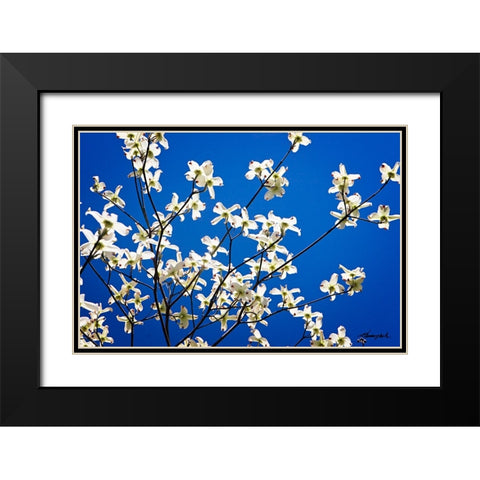 Dogwood on Blue I Black Modern Wood Framed Art Print with Double Matting by Hausenflock, Alan