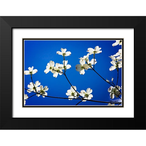 Dogwood on Blue II Black Modern Wood Framed Art Print with Double Matting by Hausenflock, Alan