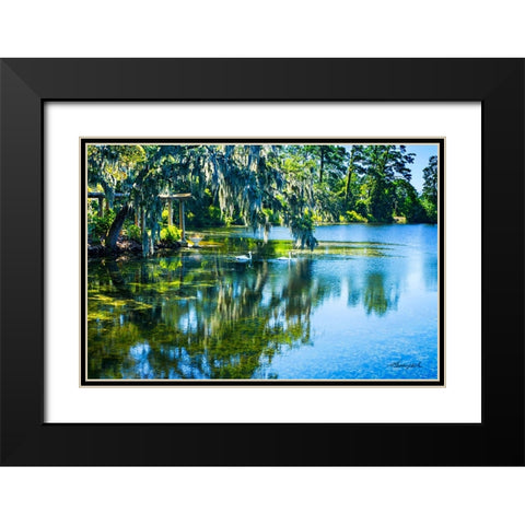 Swans in the Afternoon Black Modern Wood Framed Art Print with Double Matting by Hausenflock, Alan