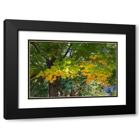 Autumns Beginning Black Modern Wood Framed Art Print with Double Matting by Hausenflock, Alan