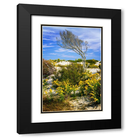 Beach Tree Black Modern Wood Framed Art Print with Double Matting by Hausenflock, Alan