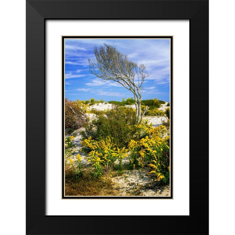 Beach Tree Black Modern Wood Framed Art Print with Double Matting by Hausenflock, Alan