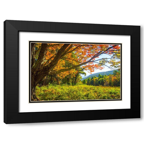 Old Mountain Maple Black Modern Wood Framed Art Print with Double Matting by Hausenflock, Alan