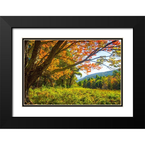 Old Mountain Maple Black Modern Wood Framed Art Print with Double Matting by Hausenflock, Alan