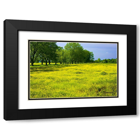 Wildflowers Black Modern Wood Framed Art Print with Double Matting by Hausenflock, Alan