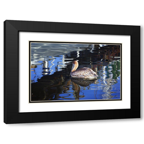 Reflections And a Pelican Black Modern Wood Framed Art Print with Double Matting by Hausenflock, Alan