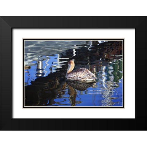 Reflections And a Pelican Black Modern Wood Framed Art Print with Double Matting by Hausenflock, Alan