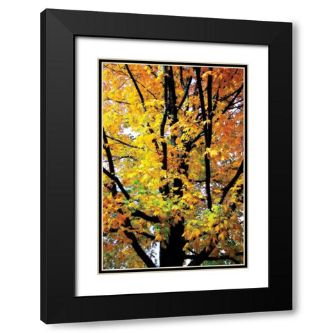 Autumn Color I Black Modern Wood Framed Art Print with Double Matting by Hausenflock, Alan