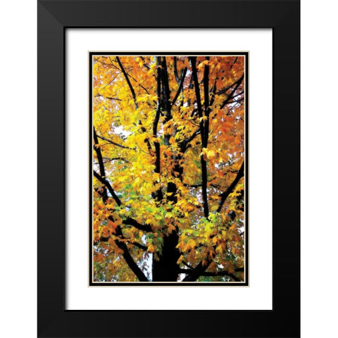 Autumn Color I Black Modern Wood Framed Art Print with Double Matting by Hausenflock, Alan