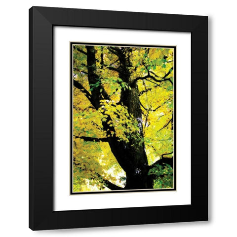 Autumn Color II Black Modern Wood Framed Art Print with Double Matting by Hausenflock, Alan