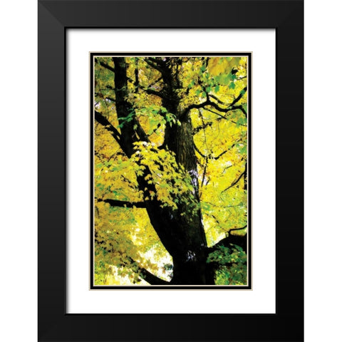 Autumn Color II Black Modern Wood Framed Art Print with Double Matting by Hausenflock, Alan