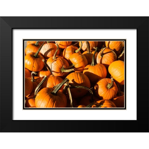 Pumpkins Black Modern Wood Framed Art Print with Double Matting by Hausenflock, Alan