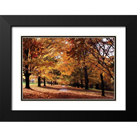 Maymont Maples II Black Modern Wood Framed Art Print with Double Matting by Hausenflock, Alan