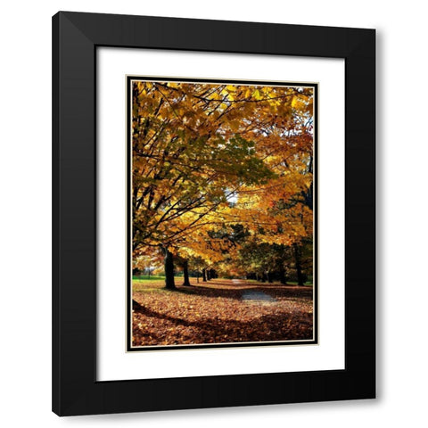 Maymont Maples IV Black Modern Wood Framed Art Print with Double Matting by Hausenflock, Alan