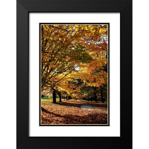 Maymont Maples IV Black Modern Wood Framed Art Print with Double Matting by Hausenflock, Alan