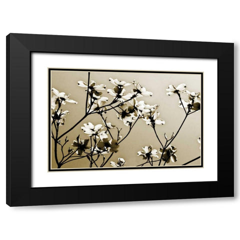 Dogwood III Black Modern Wood Framed Art Print with Double Matting by Hausenflock, Alan