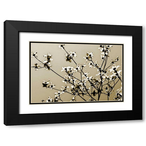 Dogwood IV Black Modern Wood Framed Art Print with Double Matting by Hausenflock, Alan