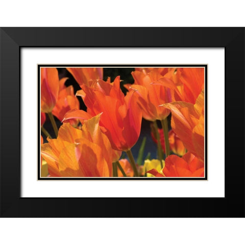 Tulip Field I Black Modern Wood Framed Art Print with Double Matting by Hausenflock, Alan