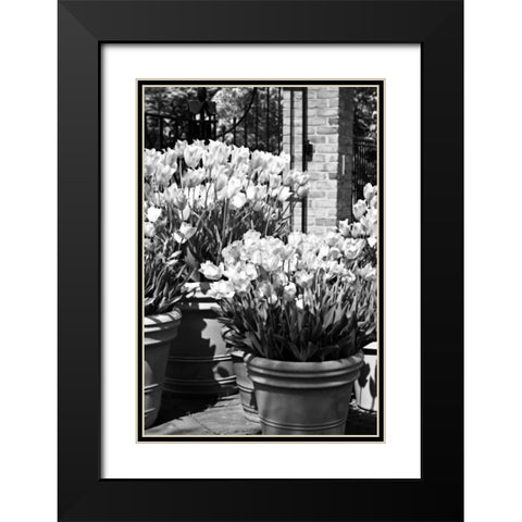 Spring Tulips I Black Modern Wood Framed Art Print with Double Matting by Hausenflock, Alan