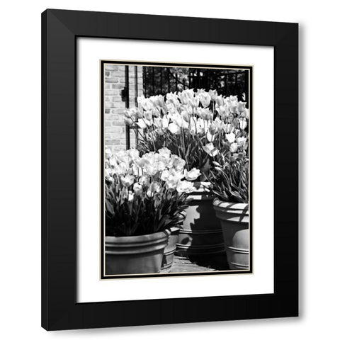 Spring Tulips II Black Modern Wood Framed Art Print with Double Matting by Hausenflock, Alan