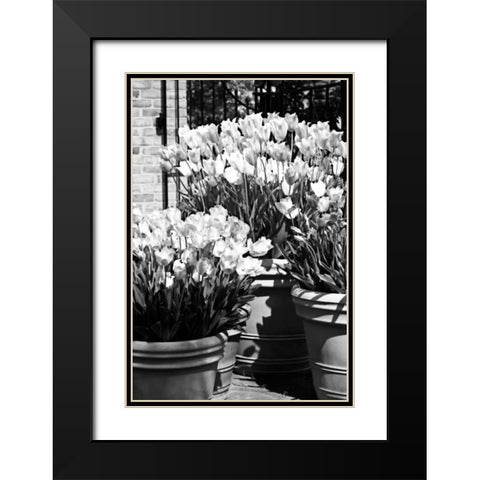 Spring Tulips II Black Modern Wood Framed Art Print with Double Matting by Hausenflock, Alan