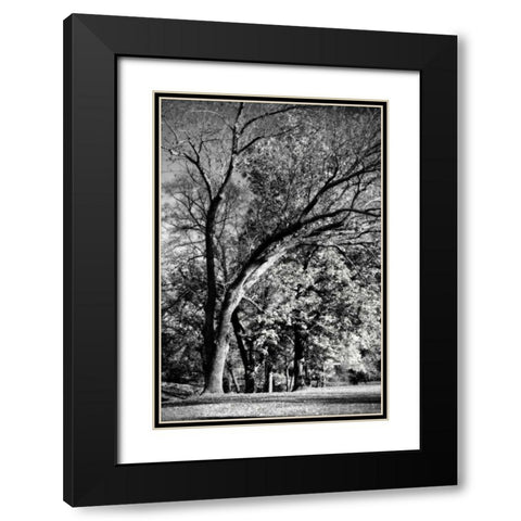 Four Trees Black Modern Wood Framed Art Print with Double Matting by Hausenflock, Alan