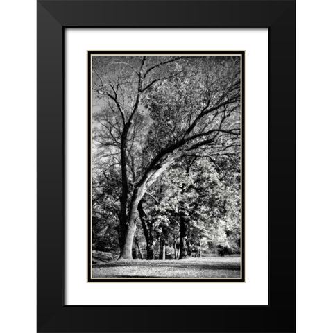 Four Trees Black Modern Wood Framed Art Print with Double Matting by Hausenflock, Alan