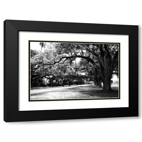 Charleston Oaks IX Black Modern Wood Framed Art Print with Double Matting by Hausenflock, Alan