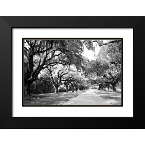 Charleston Oaks I0 Black Modern Wood Framed Art Print with Double Matting by Hausenflock, Alan