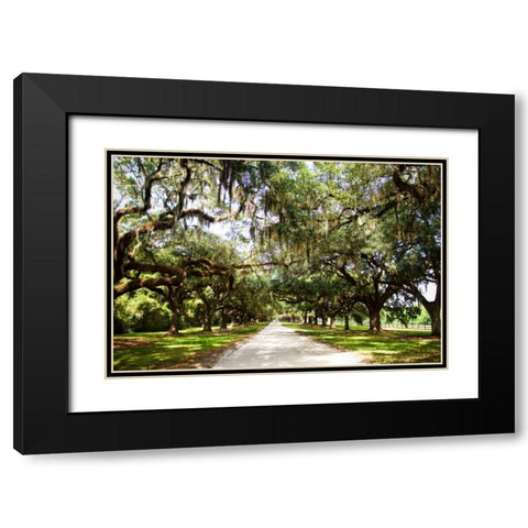 Charleston Oaks I Black Modern Wood Framed Art Print with Double Matting by Hausenflock, Alan