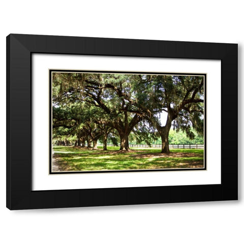 Charleston Oaks II Black Modern Wood Framed Art Print with Double Matting by Hausenflock, Alan