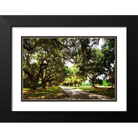 Charleston Oaks III Black Modern Wood Framed Art Print with Double Matting by Hausenflock, Alan