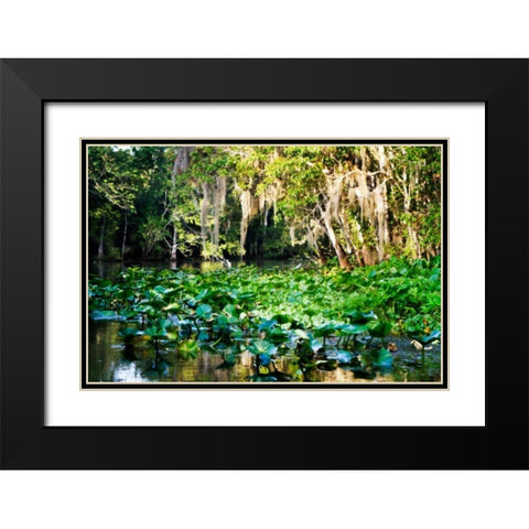 Water Lilies I Black Modern Wood Framed Art Print with Double Matting by Hausenflock, Alan